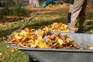Fall and Spring Clean up
