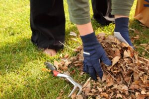 Fall and Spring Clean up
