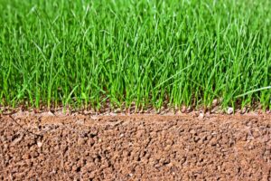 Over Seeding