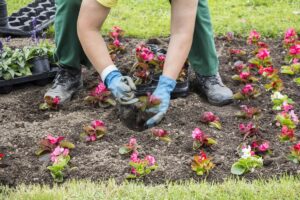 Planting Garden Beds