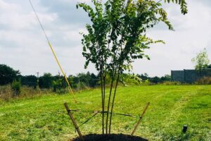Planting and Mulching