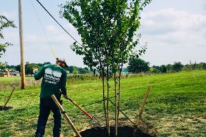 Planting and Mulching