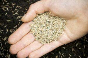 Lawn Seeding