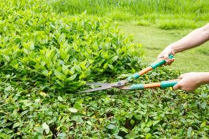 Shrub Trimming