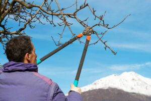 Trimming and Pruning